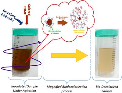 Decolorization of Palm Oil Mill Effluent by Klebsiella Pneumonia ABZ11: Remediation Efficacy and Statistical Optimization of Treatment Conditions